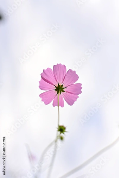 Obraz 曇り空に透けるコスモスの花