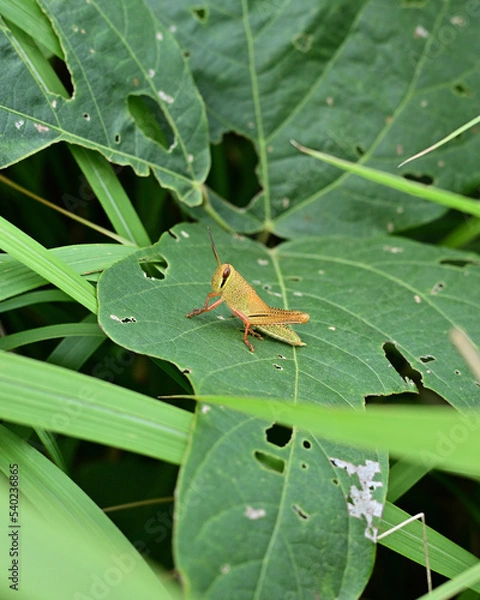 Obraz 葉っぱの上でじっとしているトノサマバッタの幼生