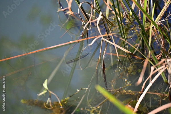 Obraz のんびり漂うライギョの幼魚