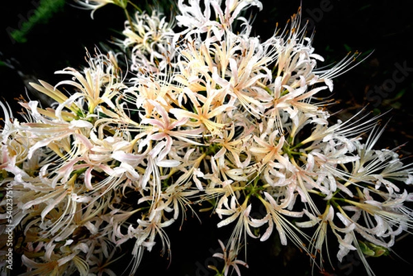 Obraz 密生している白い彼岸花