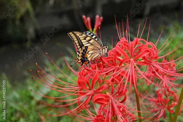 Obraz 真っ赤な彼岸花に止まるアゲハチョウ