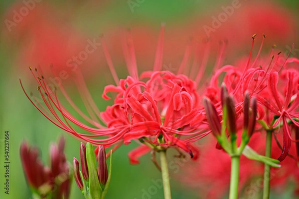 Obraz 秋を代表する赤い花