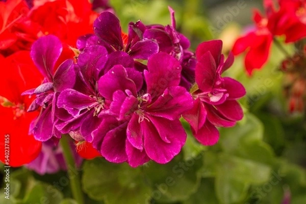 Obraz Geranien close-up