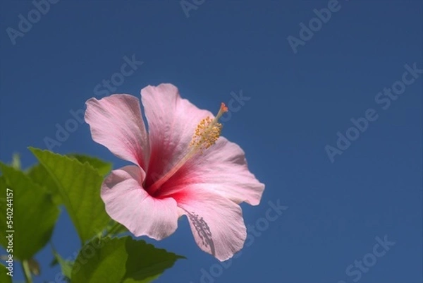 Obraz ハイビスカス