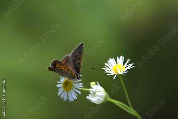 Obraz ベニシジミ