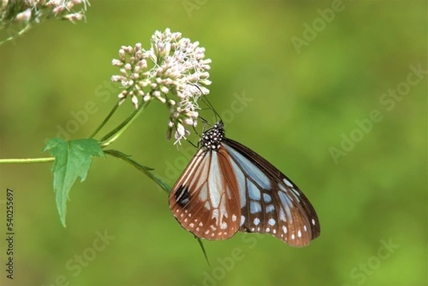 Obraz アサギマダラ