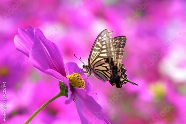 Obraz アゲハ蝶と秋桜