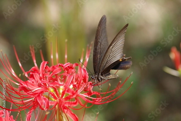 Obraz アゲハ蝶と彼岸花