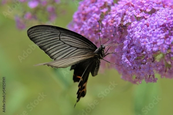 Obraz アゲハ蝶とブッドレア