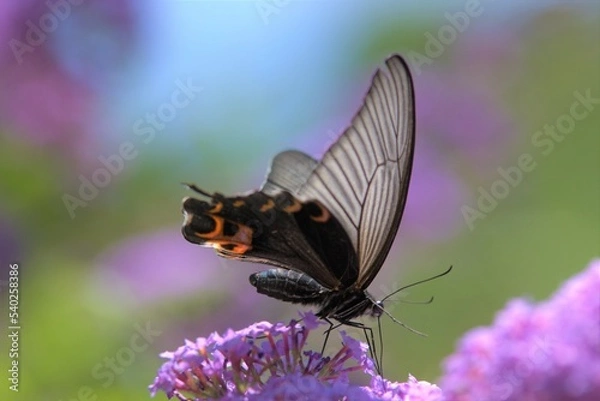 Obraz アゲハ蝶とブッドレア