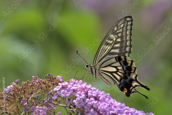 Fototapeta アゲハ蝶とブッドレア