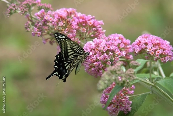 Obraz アゲハ蝶とブッドレア