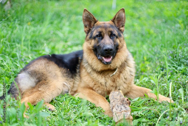 Fototapeta Beautiful German Shepherd dog is playing in the grass with flowers. German Shepherd puppy frolics in the grass, playing with flowers