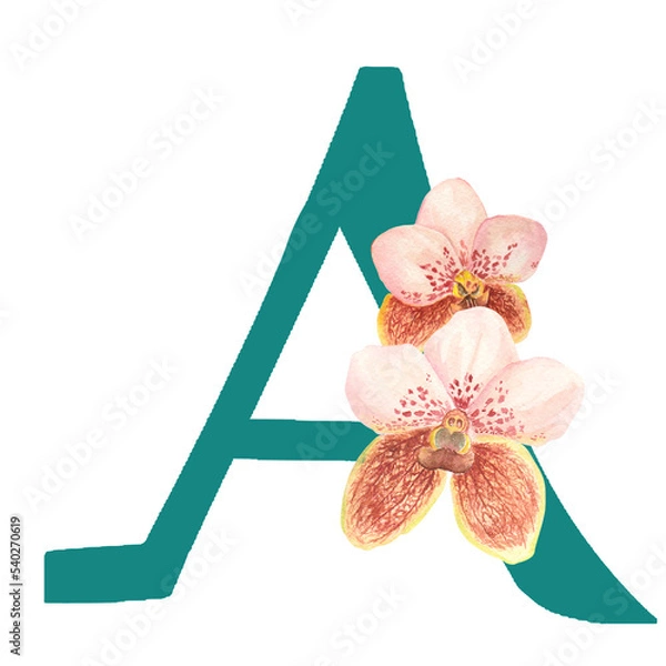 Obraz Custom hand drawn vanda orchids alphabet letter A
