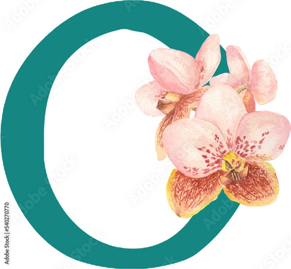 Fototapeta Custom hand drawn vanda orchids alphabet letter O