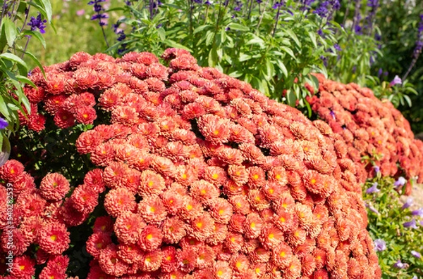 Obraz 世羅高原農場のオレンジのガーデンマム