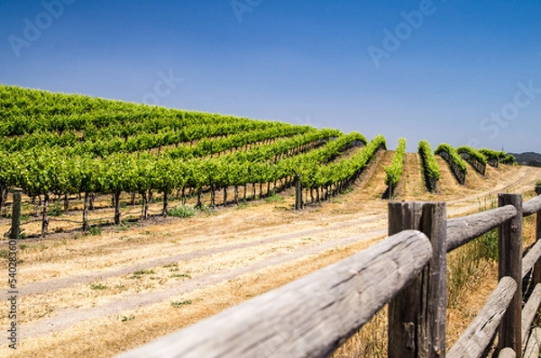 Obraz California Grapevines
