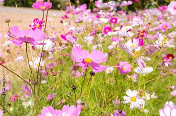 Obraz 世羅高原農場のコスモス