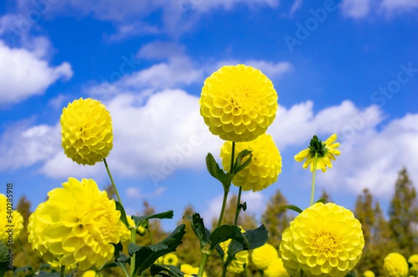 Obraz 世羅高原農場の黄色のダリア