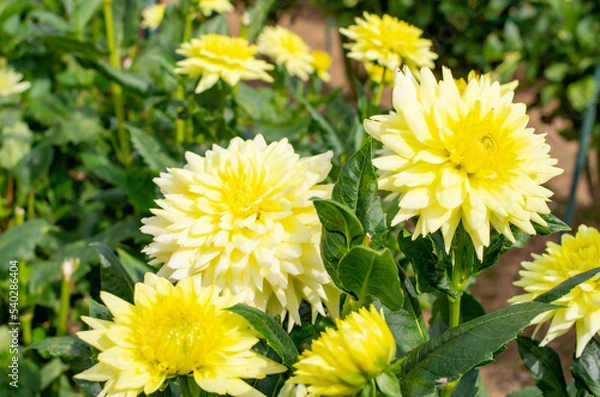 Obraz 世羅高原農場の黄色のダリア