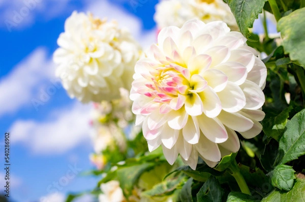 Obraz 世羅高原農場の白のダリア