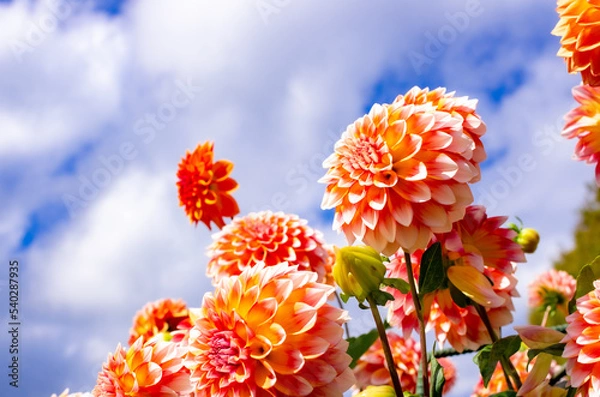 Obraz 世羅高原農場のオレンジのダリア