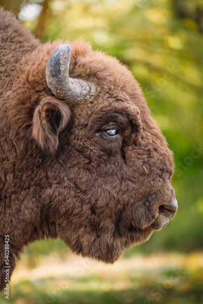 Obraz Bison head