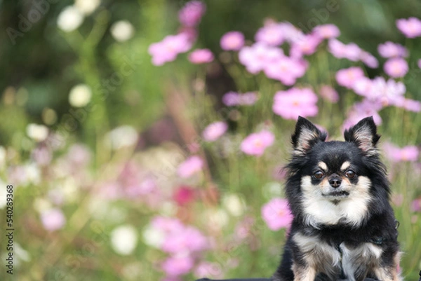 Obraz チワワと秋桜