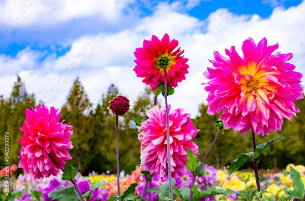 Obraz 世羅高原農場のピンクのダリア