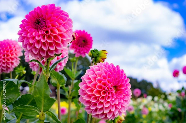 Obraz 世羅高原農場のピンクのダリア
