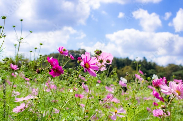 Obraz 世羅高原農場のコスモス