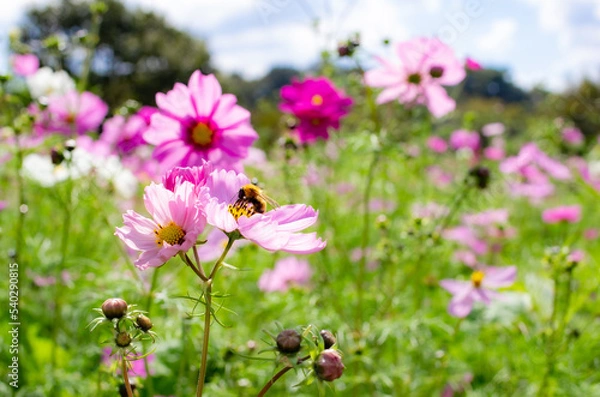 Obraz 世羅高原農場のコスモス