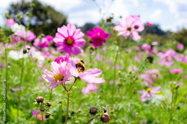 Obraz 世羅高原農場のコスモス