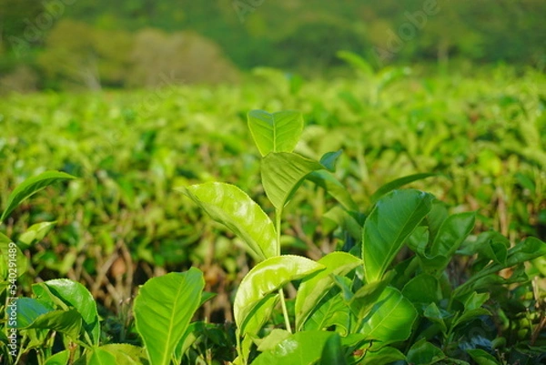 Fototapeta Fresh tea leaves in a tea plantation. Agricultural and industrial background. Green leaves in the farmland. 