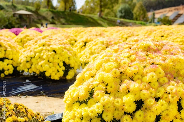 Obraz 世羅高原農場のガーデンマムの花畑