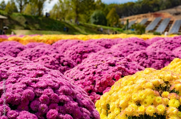 Obraz 世羅高原農場のガーデンマムの花畑
