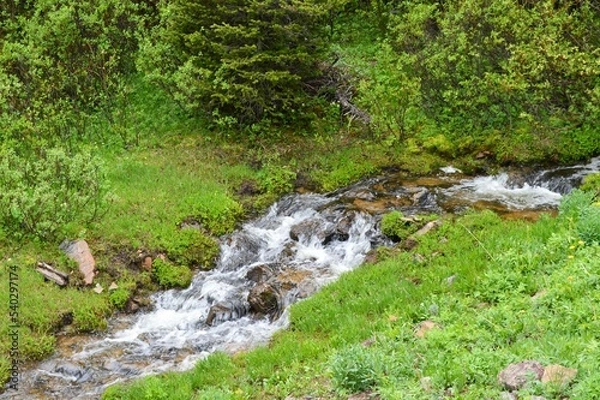 Obraz Mountain Stream through a Mountain pasture