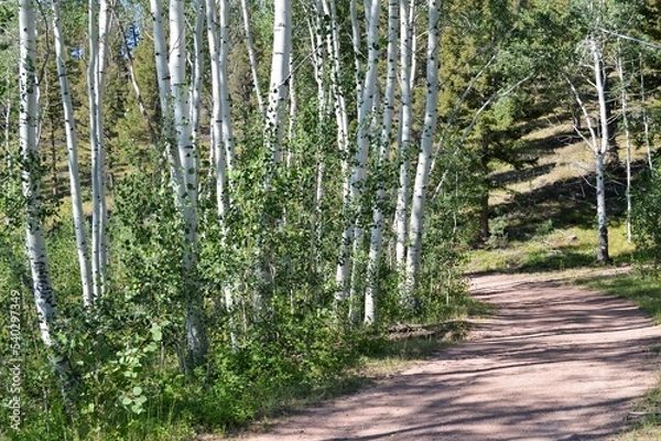 Obraz Mountain Road through the summer trees