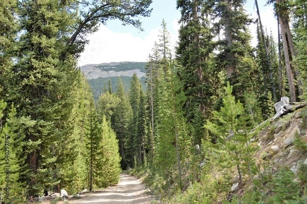 Obraz Mountain Road through the Forest