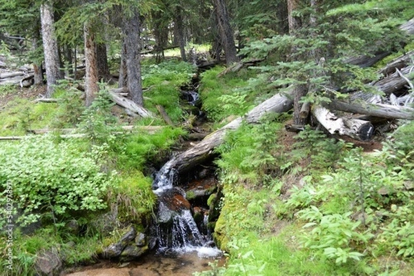 Obraz Mountain Forest with Stream