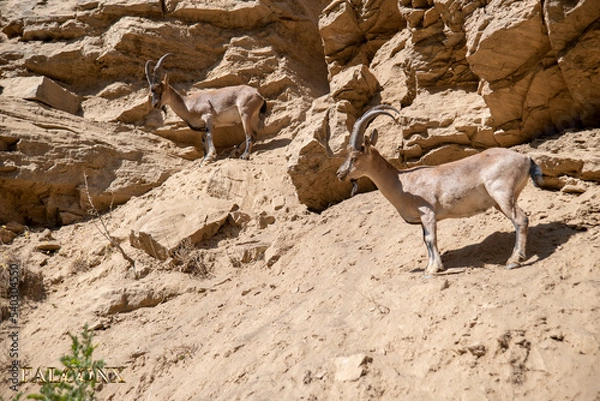 Obraz tunceli  dağ keçi