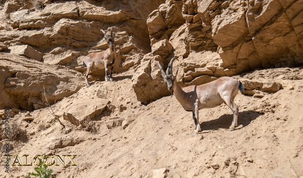 Obraz tunceli  dağ keçi