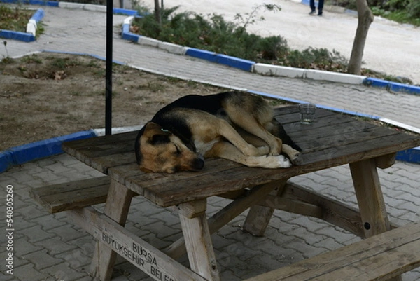 Obraz köpek