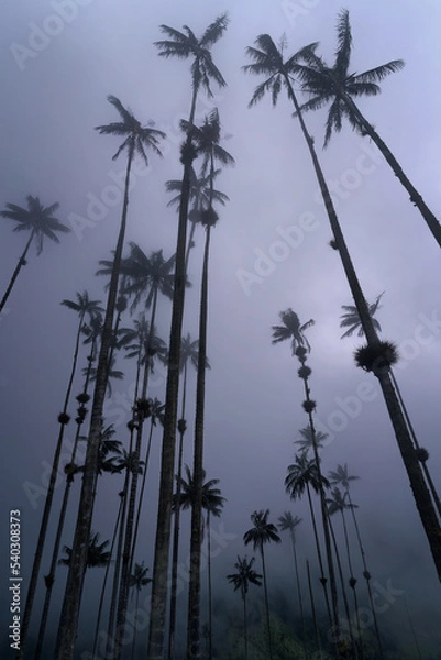 Fototapeta Coconut palm trees surrounded by mist