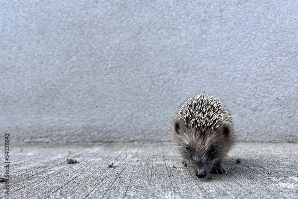 Obraz hedgehog portrait in a clear background
