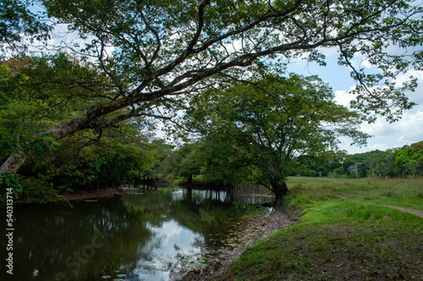 Obraz Campo e rio na floresta Amazônica. 