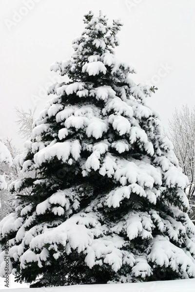 Fototapeta Christmas Tree With Snow