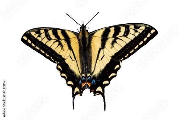 Obraz Western Tiger Swallowtail Photo, on a Transparent PNG Background