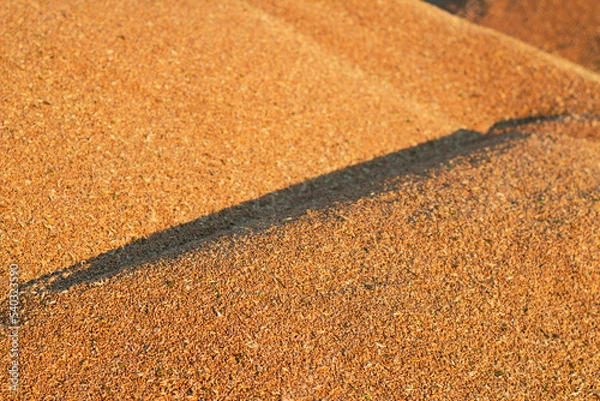 Fototapeta wheat grains heaps in the sunset light 
