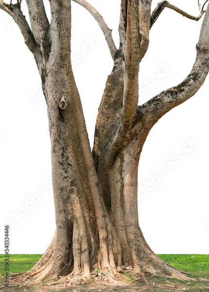 Fototapeta Banyan trees cut out the background against a white background.